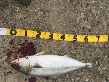 泉南青物ゲーム