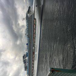 アジを探してます