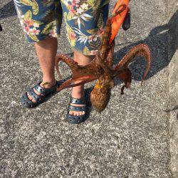 もうタコいますよ