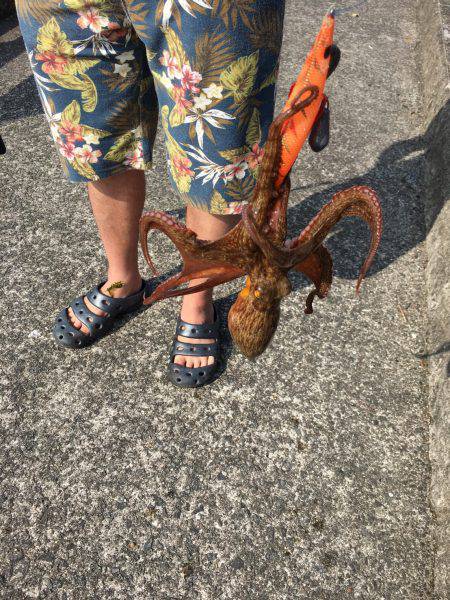 もうタコいますよ