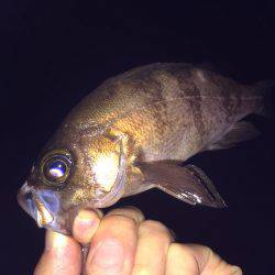 ライトゴカイ笑