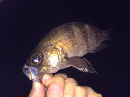 ライトゴカイ笑