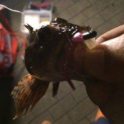 サクッと短時間釣行