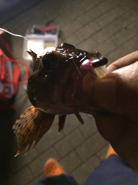 サクッと短時間釣行