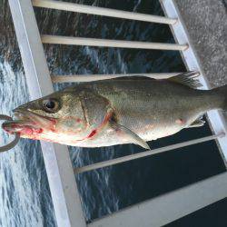 初登場、シーバス釣果