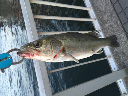 初登場、シーバス釣果