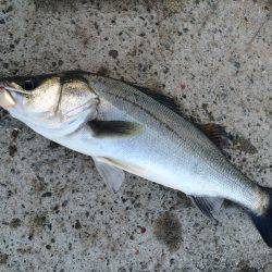 鉄板バイブで、良型シーバスGET