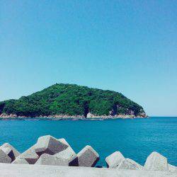 やっときた！アコウ