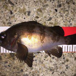 高活性＼(^o^)／メバちゃん