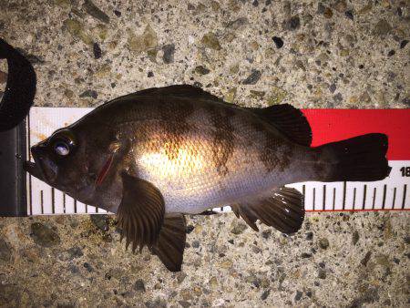 高活性＼(^o^)／メバちゃん