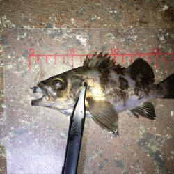 近所でメバリング！