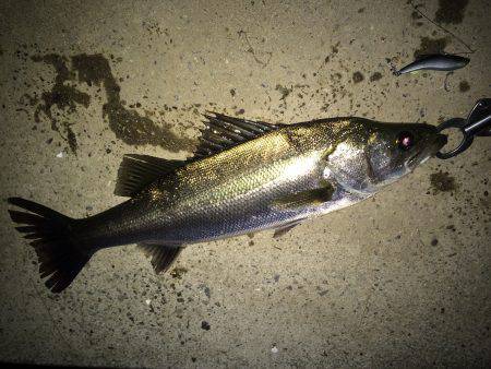 シーバス、ナイトゲーム好調