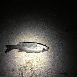 ちびっ子シーバス