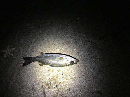 ちびっ子シーバス