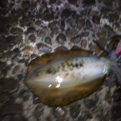 春イカ 弾丸釣行