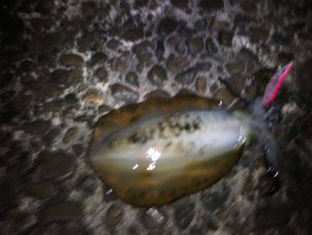 春イカ 弾丸釣行