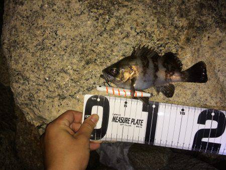 シーバスandチニング