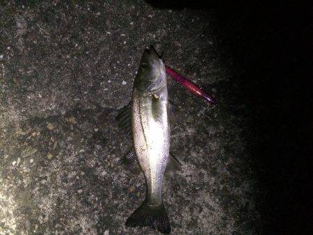 バチゲーム楽しみました^_^