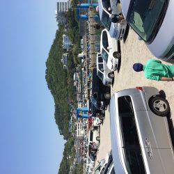 GWイワシで大賑わいです