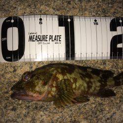 岬ランガンメバリング