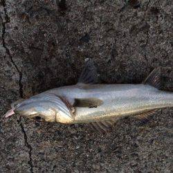 マゴチ・ヒラメ狙いで釣行