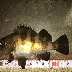 連日連夜のメバル調査＼(^o^)／