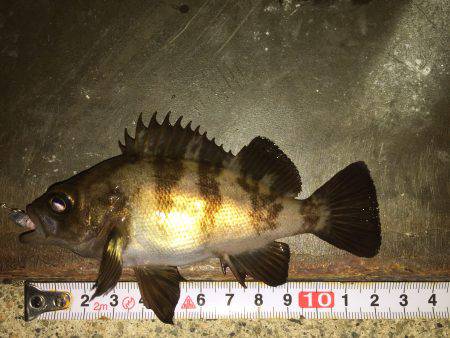 連日連夜のメバル調査＼(^o^)／