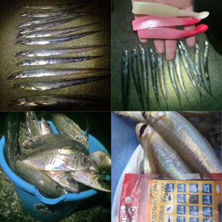 タチウオスタート！キス&アジも好調！