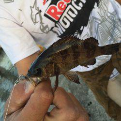 ロックフィッシュ