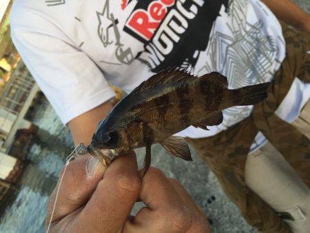 ロックフィッシュ