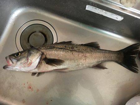 今期初の神戸沖堤へ