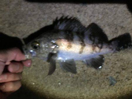 1日2メバリング