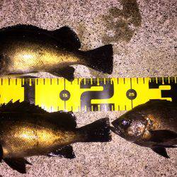 満月メバリング