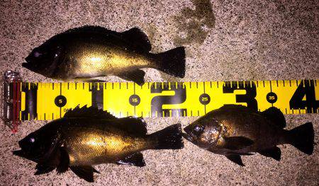 満月メバリング