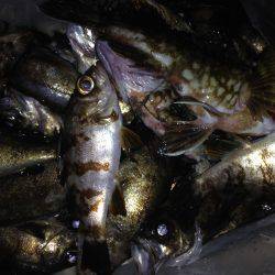 癒やしを求めて