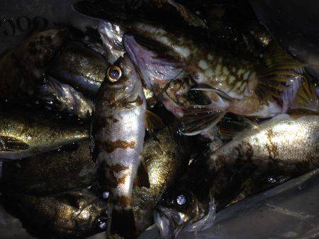 癒やしを求めて