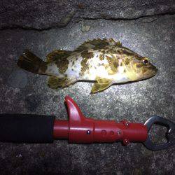 ガシリ…いや、メバリング。