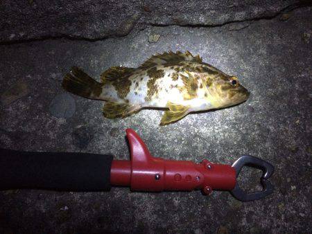 ガシリ…いや、メバリング。