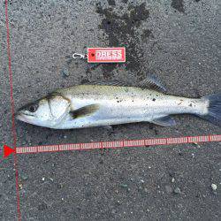 ランカーゲットでも？