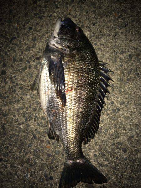 倶楽部通信 副部長婦人ミラクル2発