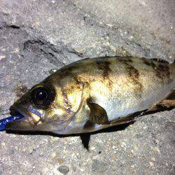 狙った獲物は逃がさない！