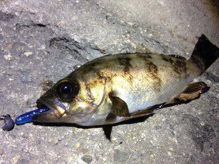 狙った獲物は逃がさない！