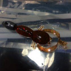 ロックフィッシュねらい