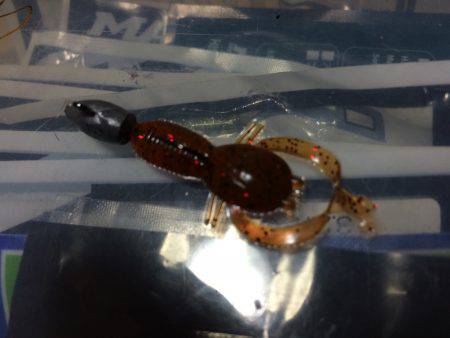 ロックフィッシュねらい