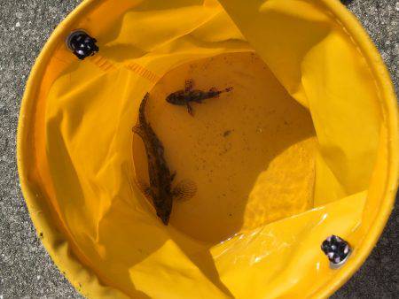 強風の中でちょい投げなど