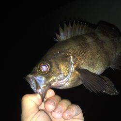 ナイスメバル！