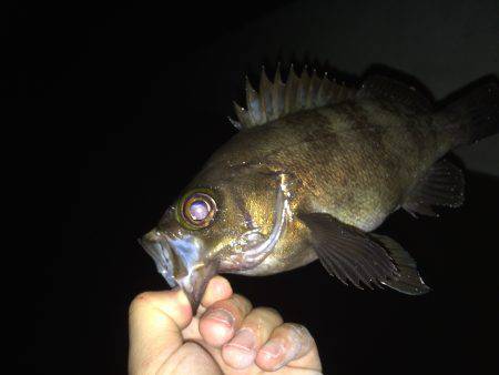 ナイスメバル！