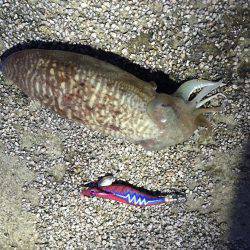 甲イカ3杯ゲット