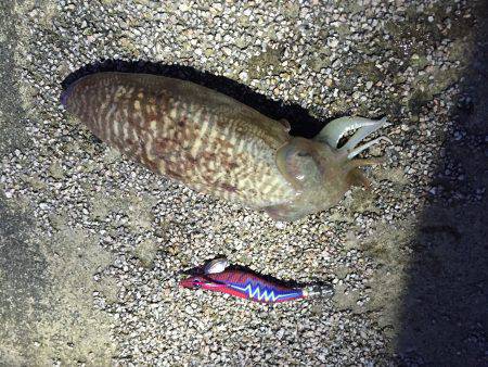 甲イカ3杯ゲット