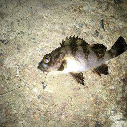 メバル夜釣り